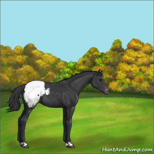 Horse Color:Black Appaloosa
