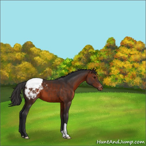 Horse Color:Brown Appaloosa