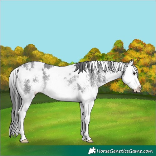 Horse Color:White Spotted Black Splash Rabicano