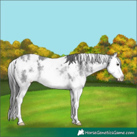 Horse Color:White Spotted Black Splash Rabicano 