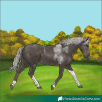 Horse Color:Silver Black Tobiano 