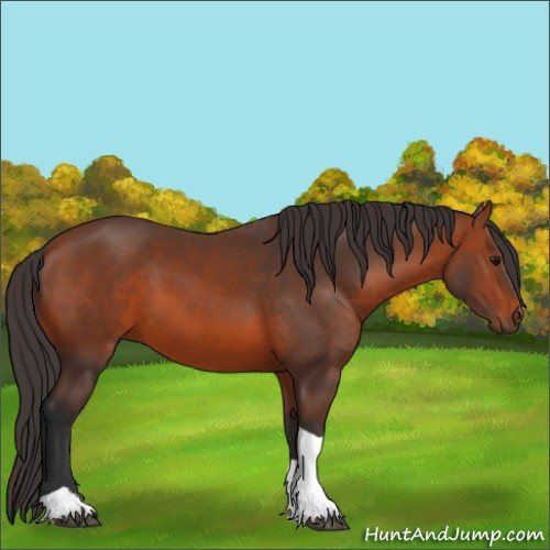 Horse Color:Bay Tobiano 