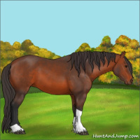Horse Color:Bay Tobiano 