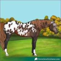 Horse Color:Gray Liver Chestnut Appaloosa