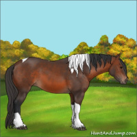 Horse Color:Brown Tobiano 