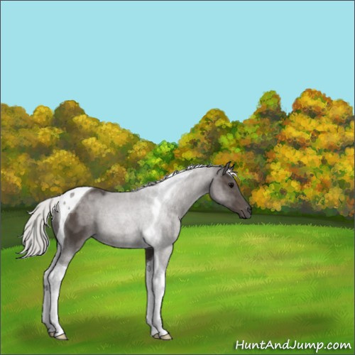 Horse Color:Silver Black Tobiano 