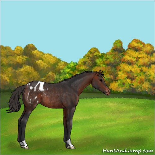 Horse Color:Bay Appaloosa Rabicano 