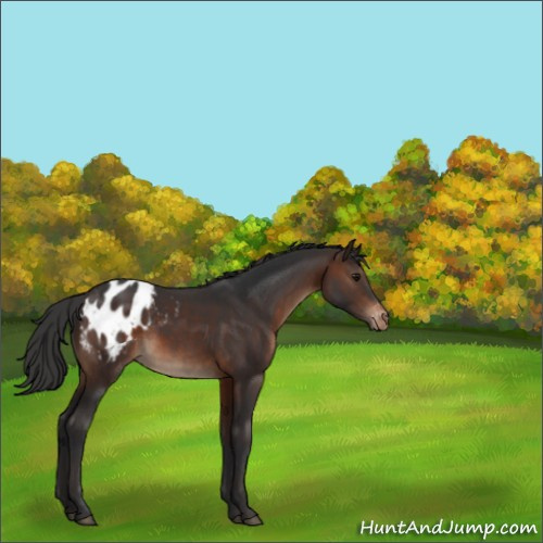 Horse Color:Brown Appaloosa