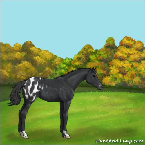 Horse Color:Black Appaloosa 