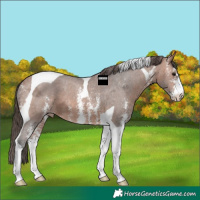 Horse Color:Bay Ice Sabino Tobiano Appaloosa 