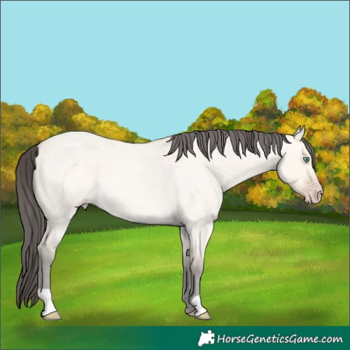 Horse Color:Amber Cream Champagne Roan Dun 