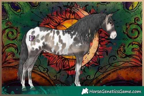 Horse Color:Blue Onyx Appaloosa