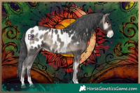 Horse Color:Blue Onyx Appaloosa 
