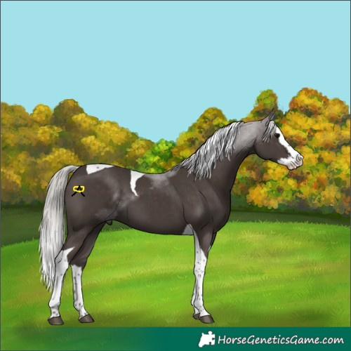 Horse Color:Silver Black Splash Tobiano 
