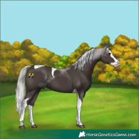 Horse Color:Silver Black Splash Tobiano 