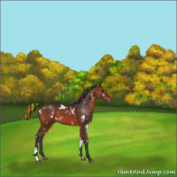 Horse Color:Painted White Spotted Bay 