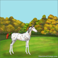 Horse Color:Painted White Spotted Buckskin Ice Splash Appaloosa