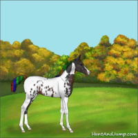 Horse Color:Painted Brown Tobiano Near Leopard 