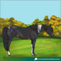 Horse Color:Brown Tobiano 
