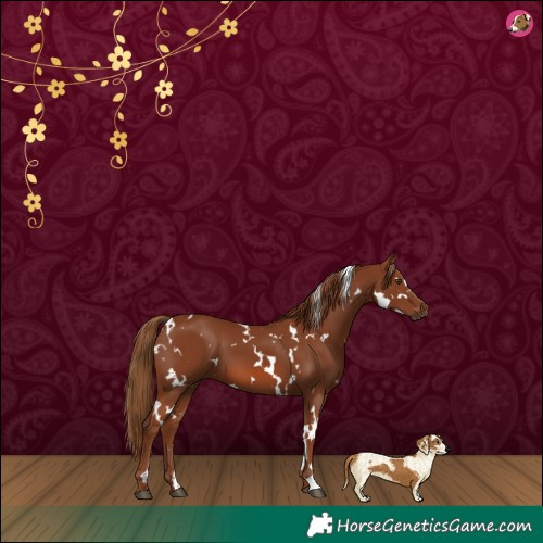 Horse Color:White Spotted Chestnut 