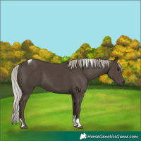 Horse Color:Silver Black Tobiano
