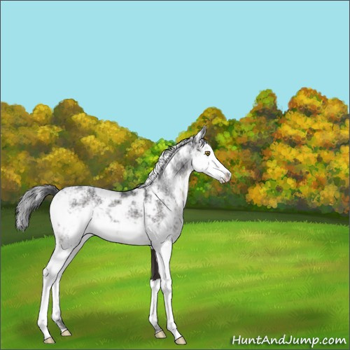 Horse Color:Unknown 