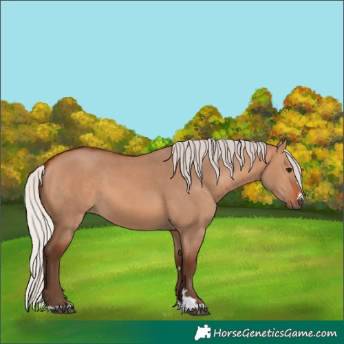 Horse Color:Silver Bay Dun 