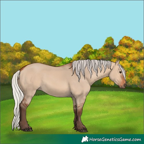 Horse Color:Silver Bay Dun 
