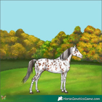 Horse Color:White Spotted Bay Appaloosa