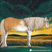 Horse Color:White Spotted Palomino 