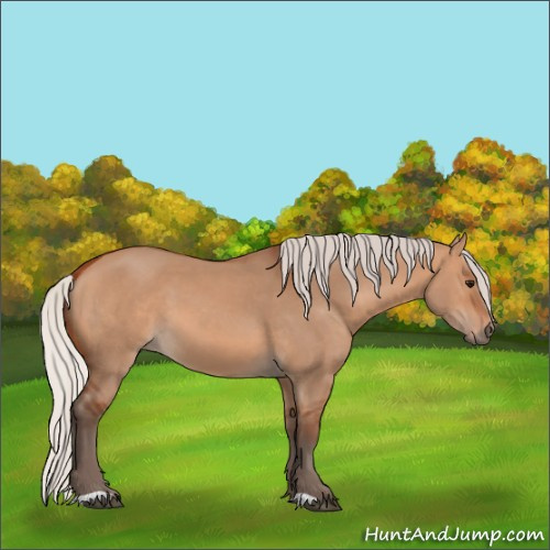 Horse Color:Silver Bay Dun 