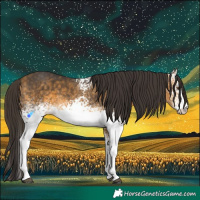 Horse Color:White Spotted Buckskin 