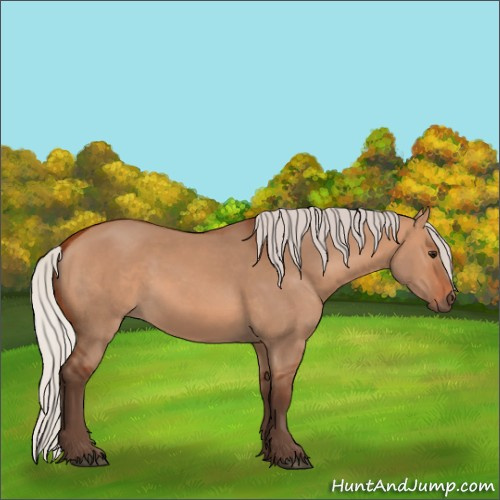 Horse Color:Silver Bay Dun 