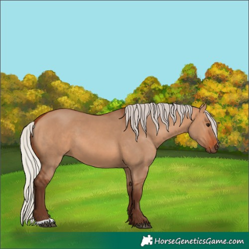 Horse Color:Silver Bay Dun 