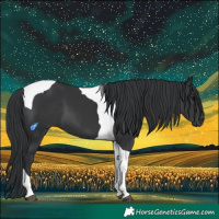Horse Color:Black Tobiano 
