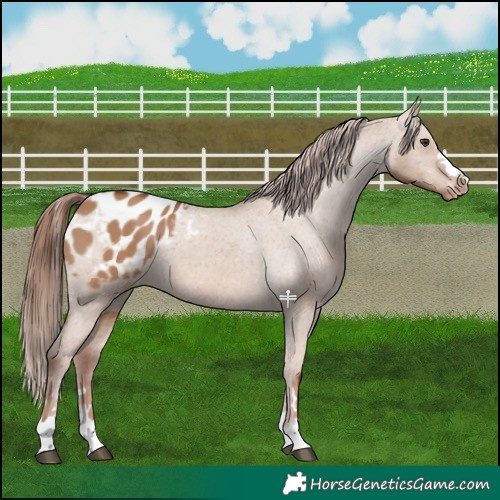Horse Color:Red Dun Appaloosa 
