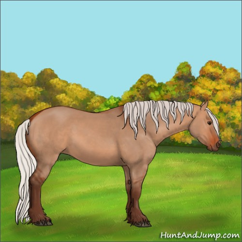 Horse Color:Silver Bay Dun 