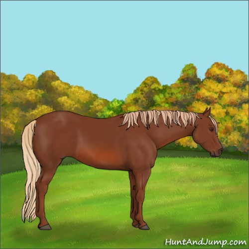 Horse Color:Chestnut 