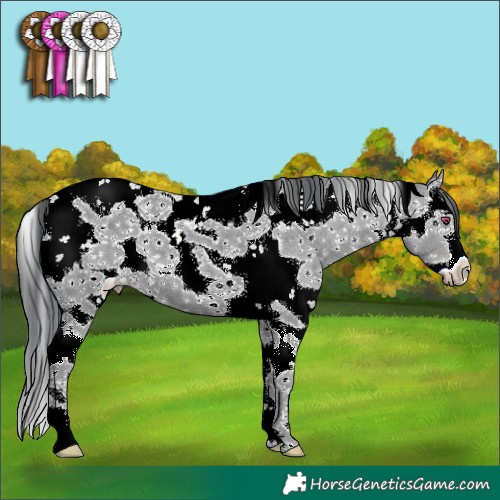 Horse Color:White Spotted Classic Champagne Chinchilla Sabino 