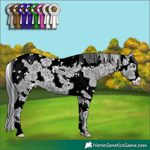 Horse Color:White Spotted Classic Champagne Chinchilla Sabino 