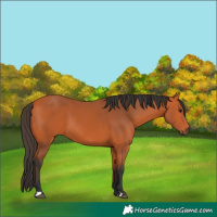 Horse Color:Bay 