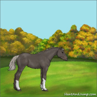 Horse Color:Silver Black Tobiano 
