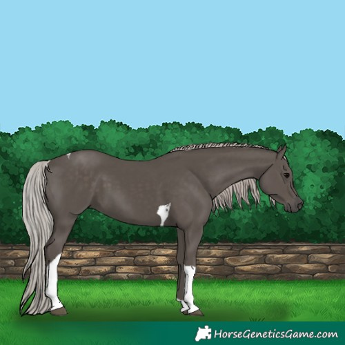 Horse Color:Silver Black Tobiano 