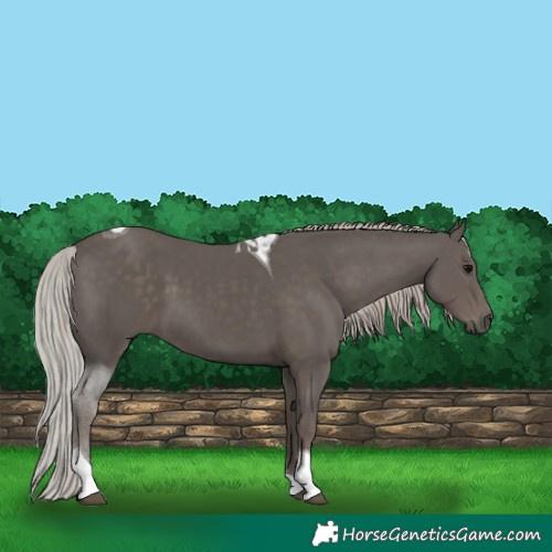 Horse Color:Silver Black Tobiano 