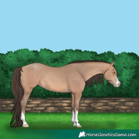 Horse Color:Amber Champagne 