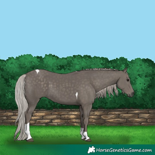 Horse Color:Silver Black Tobiano 