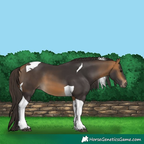 Horse Color:Buckskin Tobiano 