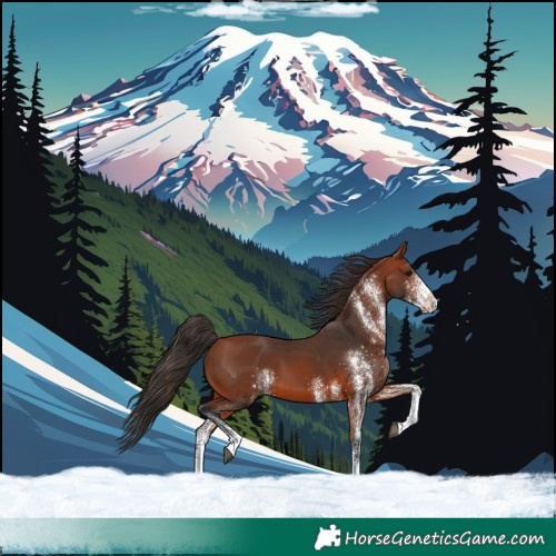 Horse Color:White Spotted Bay 