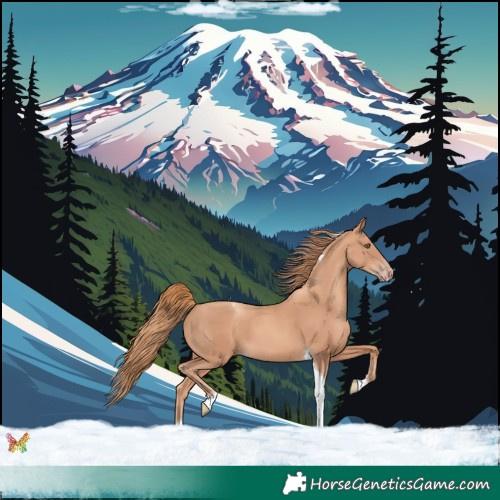 Horse Color:Gold Champagne Tobiano 