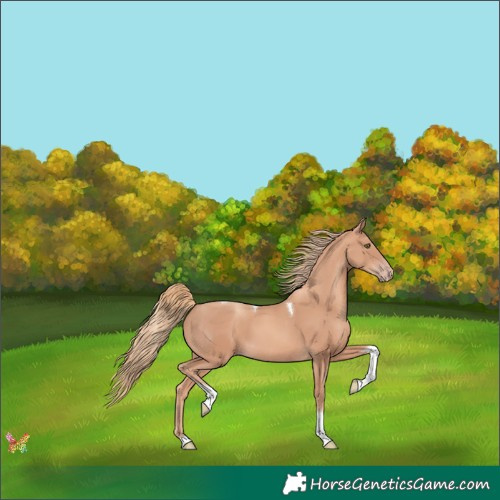 Horse Color:Gold Champagne Tobiano 